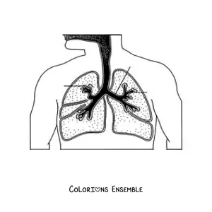 Image à colorier du système respiratoire avec des flèches qui indiquent ses parties