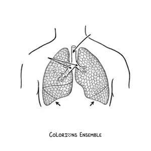 Image à colorier de poumons avec des flèches qui indiquent leurs parties
