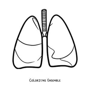 Image à colorier d’une paire de poumons humains tout simples