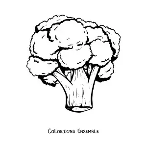 Image à colorier d’un brocoli réaliste