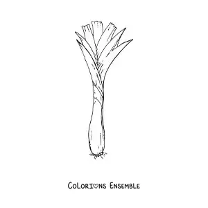 Image à colorier d'un oignon nouveau long ou d'une ciboule