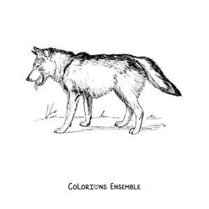 Image à colorier d’un loup réaliste marchant vers la gauche