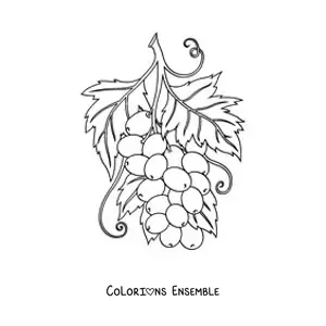 Image à colorier d’une grappe de raisins avec des feuilles