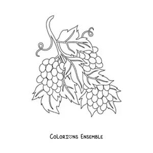Image à colorier de trois grappes de raisins sur la vigne