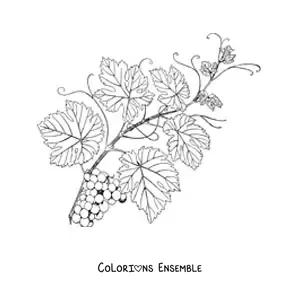 Image à colorier d’une vigne touffue