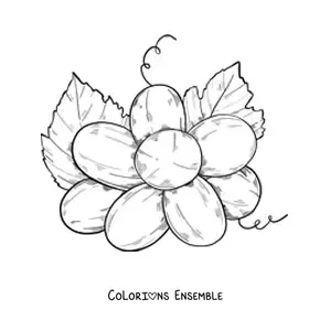 Image à colorier d’une grappe de raisins vue de dessous