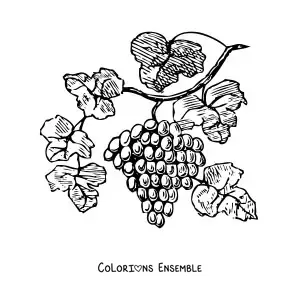 Image à colorier de raisins sur une vigne avec des feuilles