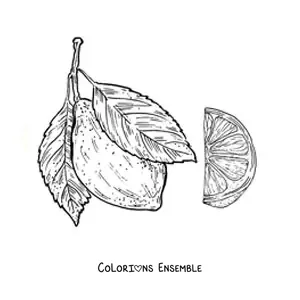 Image à colorier d’un citron entier et d’un morceau de citron réaliste