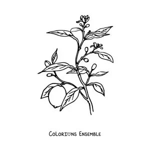 Image à colorier d’une branche de citronnier