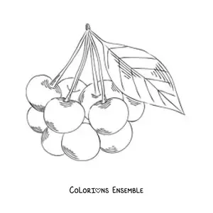 Image à colorier d'une grappe de cerises
