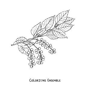 Image à colorier d'une branche de cerisier avec des feuilles et de petites cerises