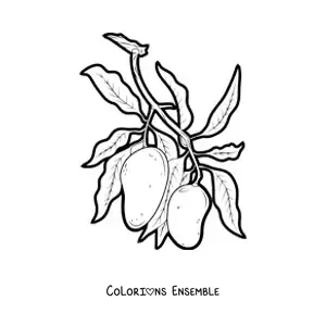 Image à colorier d'une branche de manguier avec deux mangues qui pendent