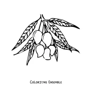 Image à colorier d'une branche de manguier avec plusieurs mangues qui pendent