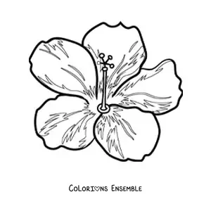 Image à colorier d'une grande fleur hawaïenne