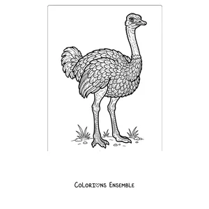 Coloriage d'une autruche réaliste pleine de plumes