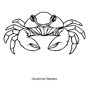 Coloriage d'un crabe réaliste vu de dessus