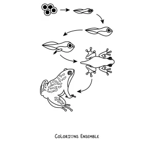 Coloriage du cycle de vie de la grenouille, de l'œuf à la grenouille adulte