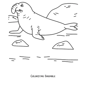 Coloriage d’un éléphant de mer sur la plage