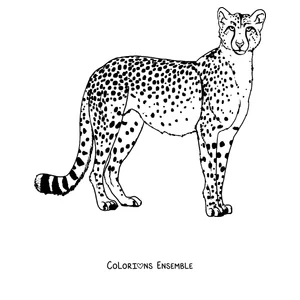 Coloriage d'un guépard debout qui montre ses taches