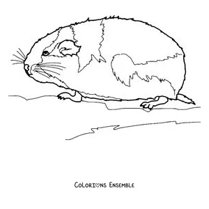 Coloriage d'un lemming au repos de profil