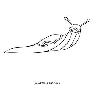 Coloriage d'une limace réaliste au corps lisse