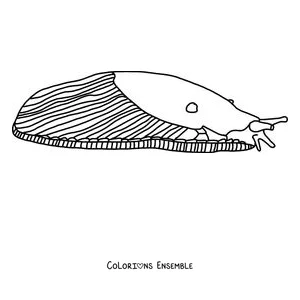 Coloriage d'une limace réaliste de profil au manteau rayé