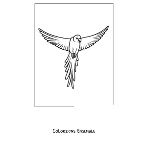 Coloriage d'un perroquet en contour simple en vol
