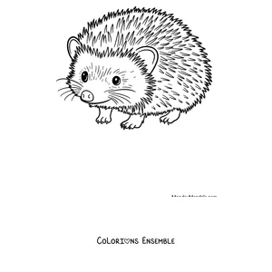 Coloriage d'un petit hérisson marchant de côté