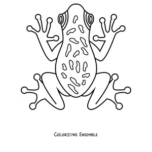 Coloriage d'une rainette vue de dessus