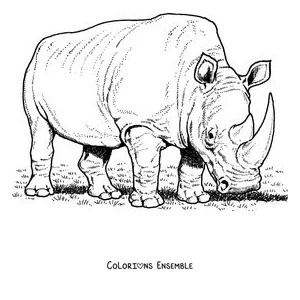 Coloriage d'un rhinocéros blanc qui broute