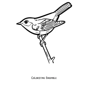Coloriage d'un rouge-gorge au bout d'une brindille