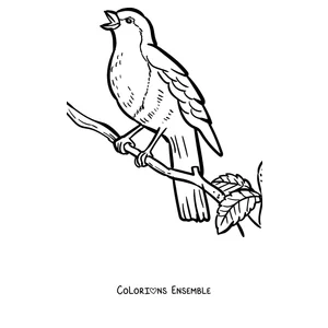 Coloriage d'un rouge-gorge sur une branche avec une feuille