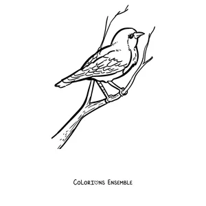 Coloriage d'un rouge-gorge de profil sur une branche
