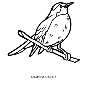 Coloriage d'un rouge-gorge perché sur sa branche
