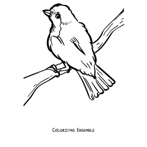 Coloriage d'un rouge-gorge perché regardant vers le haut