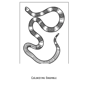 Coloriage d'un serpent corail à anneaux