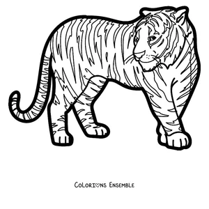 Coloriage d'un tigre adulte debout de profil
