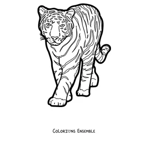 Coloriage d'un tigre marchant vers toi