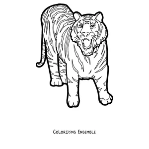 Coloriage d'un tigre marchant et montrant les dents