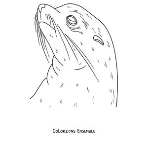 Coloriage du visage d’un phoque avec ses moustaches